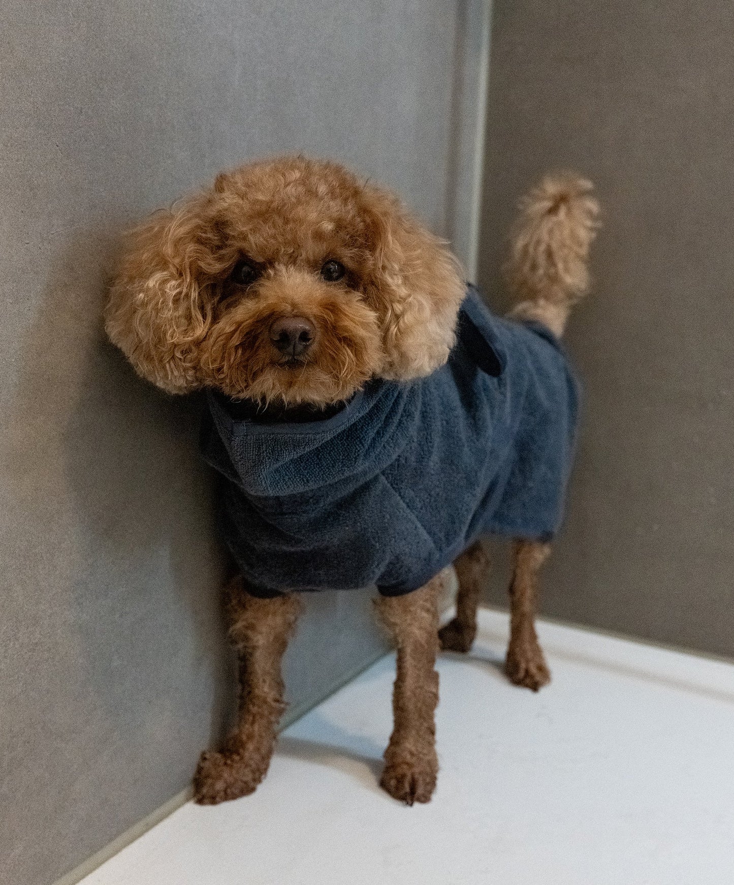 BAGNO Dog Bathrobe