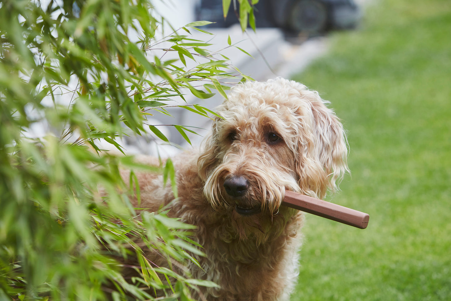 RAMO Fetch Toy