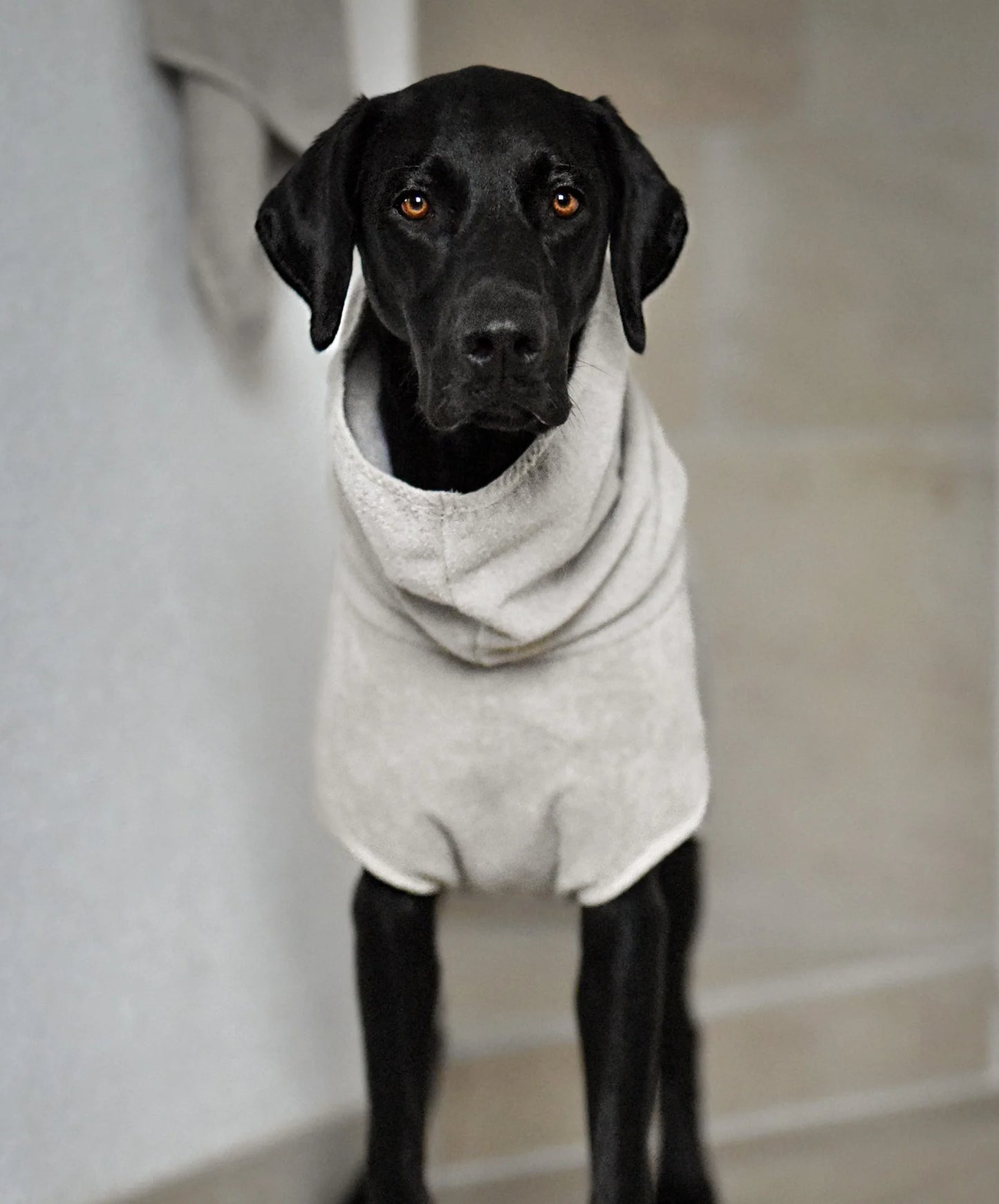 BAGNO Dog Bathrobe